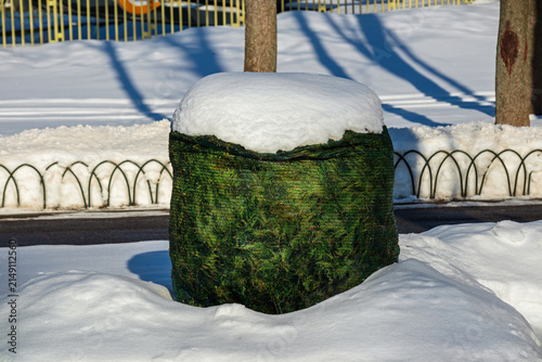The bush is wrapped in green shade netting to protect it from snow and frost. The shrubs are protected with synthetic fiber. Winter garden care
