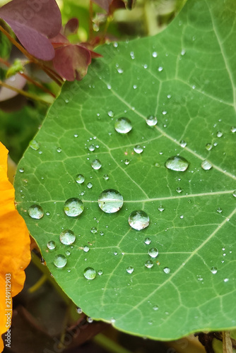 Obraz na plátně Macro closeup of green nasturtium leaf with clear water droplets and radiant vei