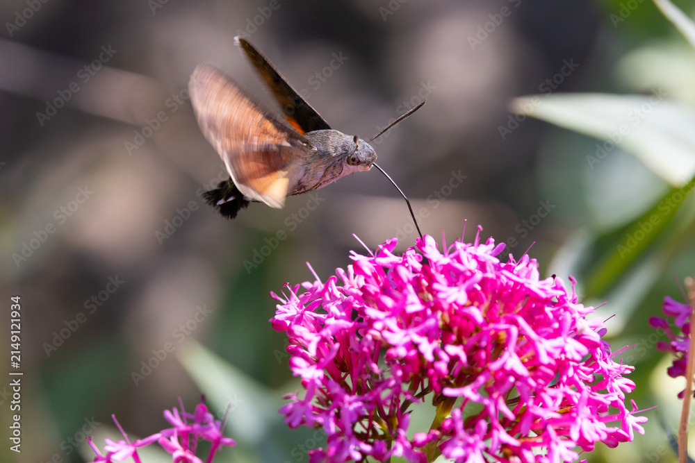 Fototapeta premium Hummingbird Hawkmoth feeding off Red Valerian during Summer. England, UK.