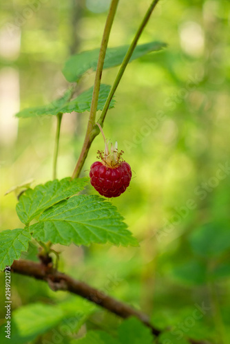 Vertical closeup of wild raspberry hanging above green foliage