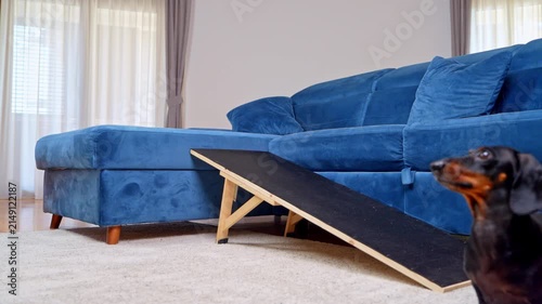 A black and tan dachshund dog descends a wooden ramp beside a blue sofa in a living room, a concept of spinal safety and joint care for its long back.