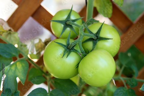 Unreife Tomaten an einer Palisadenwand