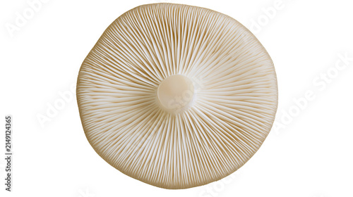 Underside of a pale beige mushroom cap with visible gills, isolated on transparent background