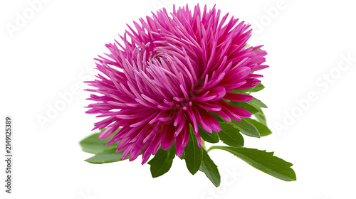 Quadro su tela Vibrant pink aster flower with green leaves, isolated on transparent background