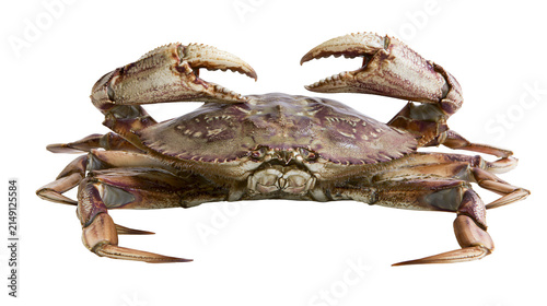Obraz na plátně Brown crab with large claws raised defensively