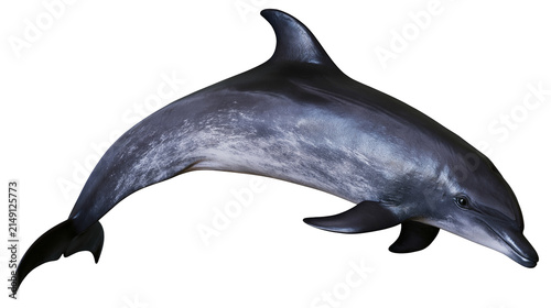 Dark gray dolphin with mottled pattern, isolated on transparent background