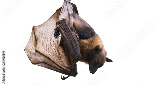 Fotografie Fruit bat hanging upside down with wings spread