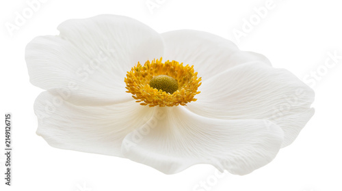 фотографія Delicate white anemone flower with textured petals and yellow stamen, isolated o