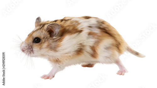 Canvastavla Syrian hamster with brown and white fur walking