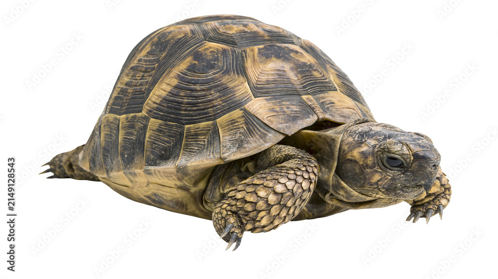 Obraz premium Mediterranean tortoise with patterned shell and scaly legs