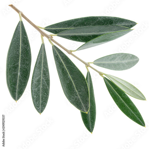 Olive Branch Symbol of Peace: A single olive branch with its distinctive elongated, silvery-green leaves, delicately positioned against a clean backdrop. Symbolizing peace, harmony.