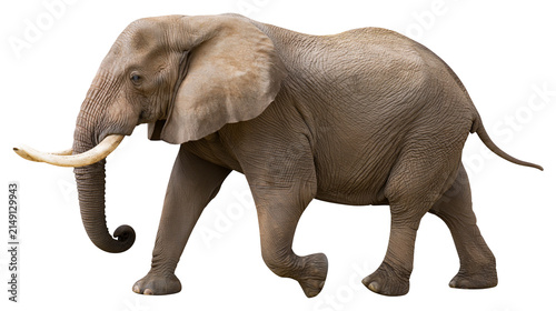 Bild auf Leinwand African elephant with large tusks and ears