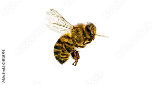 Honey bee flying with wings spread, detailed macro shot