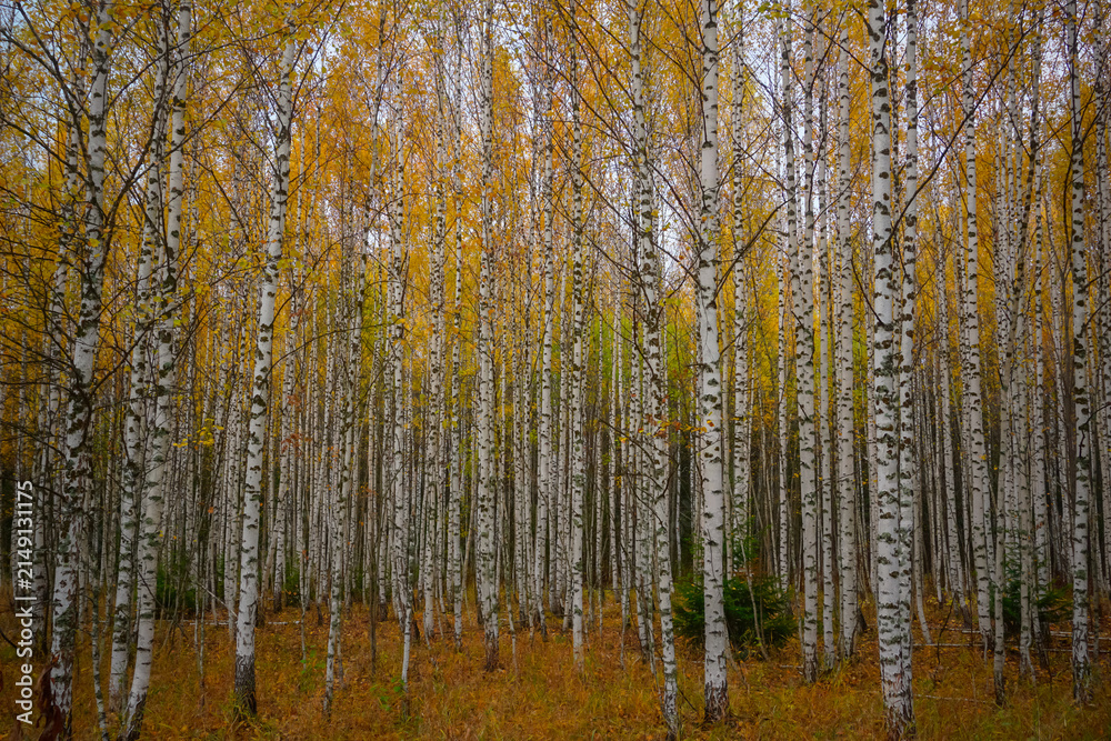 Fototapeta premium Autumn birch grove with dense white tree trunks near Molebka