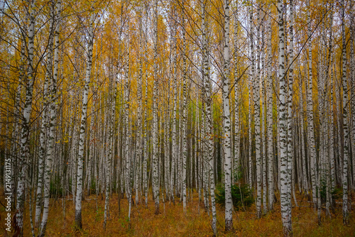 Fotografie Autumn birch grove with dense white tree trunks near Molebka