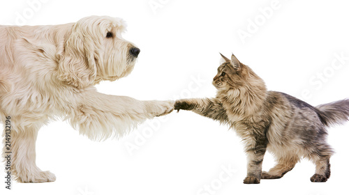 Fluffy cream dog and tabby cat shaking paws
