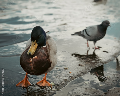 Картината върху платно Duck and Pidgeon