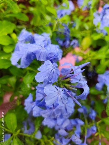Canvastavla A close-up shot of vibrant blue plumbago (Plumbago auriculata) blossoms covered