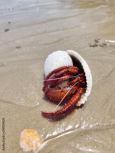 Foto A close-up shot of a hairy hermit crab (Dardanus megistos) with vibrant red, whi