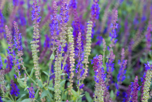Dense field of blooming purple sage flowers with green foliage in summer. Colorful floral background featuring ornamental flowering plants in natural outdoor light.