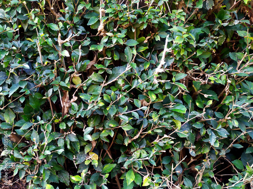 Texture of a dense green garden hedge with small serrated leaves and thin brown branches
