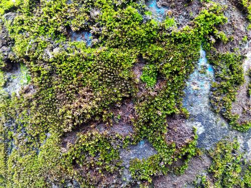 Green moss growing on weathered stone wall natural texture background