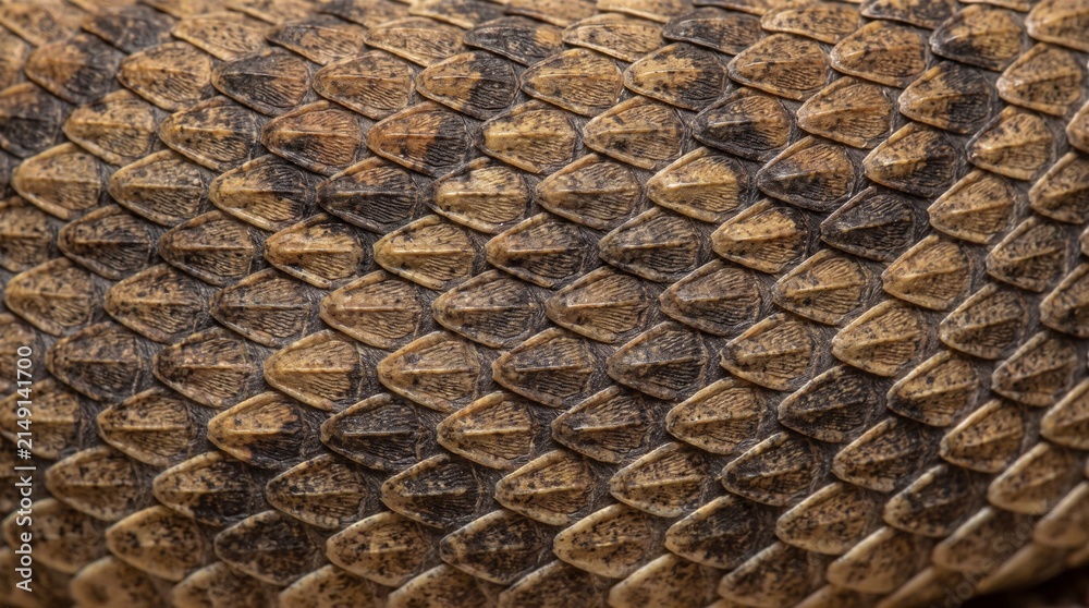 Naklejka premium Close-up of rattlesnake skin texture and scales