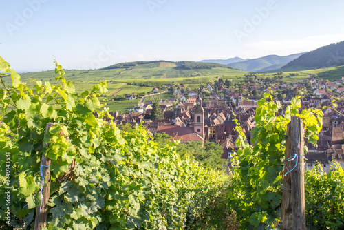 Summer Panoramic View of Riquewihr Village and Vineyards in Alsace, France