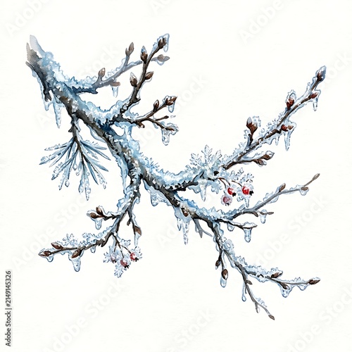 A beautiful winter watercolor illustration of a snow covered tree branch isolated on a clean white background design