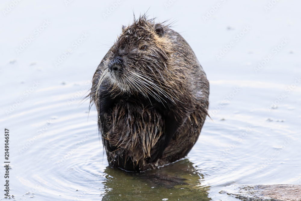 Obraz premium Nutria