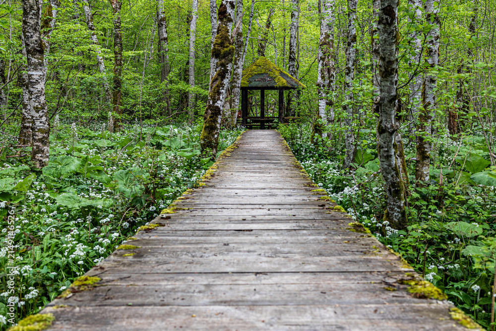 Fototapeta premium Biogradska gora forest house 
