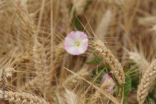 Field bindweed, wild morning glory, wheat field, summer, harvest time, uk, suffolk, haverhill, sturmer, July 2026