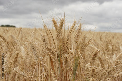 wheat field, summer, harvest time, uk, suffolk, haverhill, sturmer, July 2026, farming, agriculture, dry summer, golden grains, nature