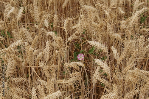 Field bindweed, wild morning glory, wheat field, summer, harvest time, uk, suffolk, haverhill, sturmer, July 2026