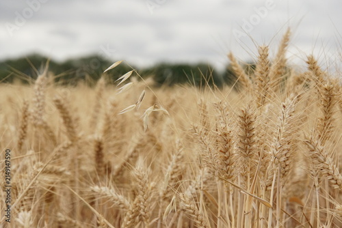 wheat field, summer, harvest time, uk, suffolk, haverhill, sturmer, July 2026, farming, agriculture, dry summer, golden grains, nature