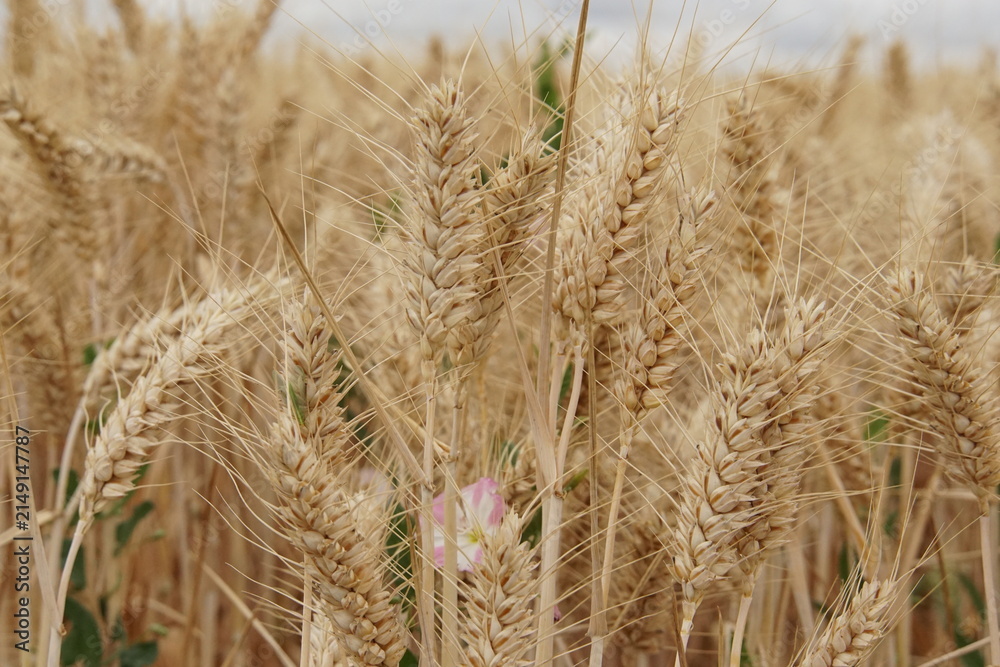 Obraz premium wheat field, summer, harvest time, uk, suffolk, haverhill, sturmer, July 2026, farming, agriculture, dry summer, golden grains, nature