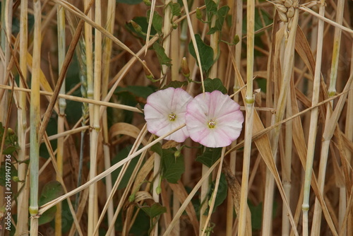Field bindweed, wild morning glory, wheat field, summer, harvest time, uk, suffolk, haverhill, sturmer, July 2026