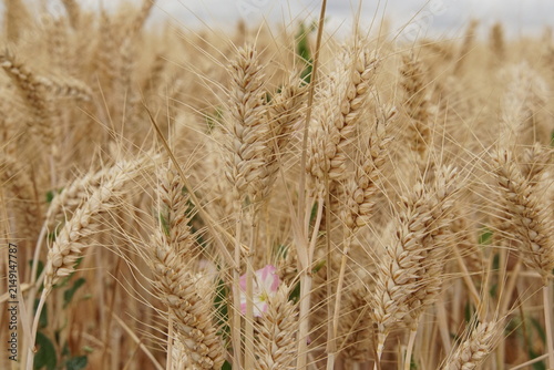 wheat field, summer, harvest time, uk, suffolk, haverhill, sturmer, July 2026, farming, agriculture, dry summer, golden grains, nature