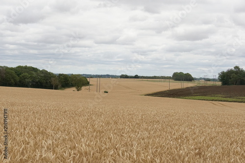 Fields, rural, village, suffolk, uk, around Haverhill, July 2026