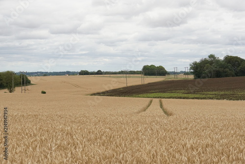 Fields, rural, village, suffolk, uk, around Haverhill, July 2026