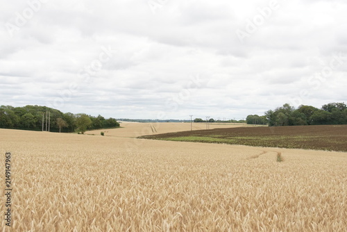 Fields, rural, village, suffolk, uk, around Haverhill, July 2026