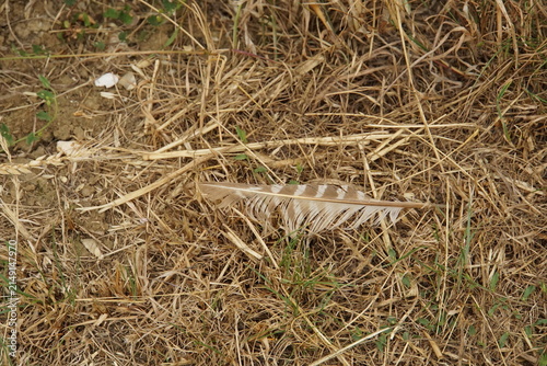 Brown feather, wild bird, wildlife, summer, uk, suffolk, dry summer 2026