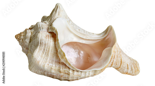 Fotografía Large spiral conch shell with textured exterior and smooth interior