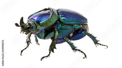 Fotografie Iridescent blue green scarab beetle with horn
