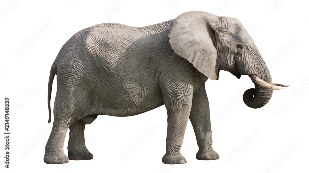 Fototapeta premium African elephant with large ears and tusks, side view