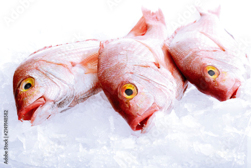 Fresh fish, giltheads