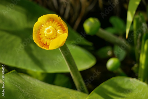 Canvas Print Close up of a yellow water lily flower blooming in a tranquil pond surrounded by lush green leaves