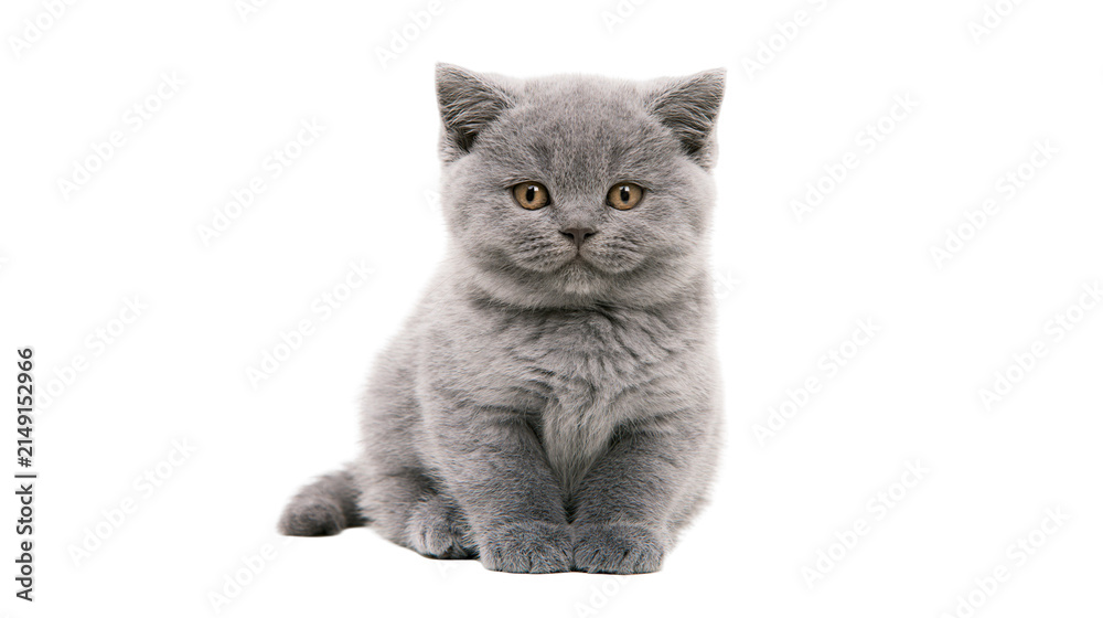 Fototapeta premium Fluffy grey British Shorthair kitten sitting