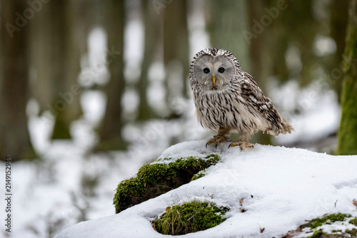 Ural owl, Strix uralensis, in forest