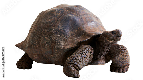 Giant tortoise with domed shell and scaly legs